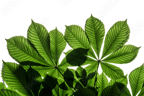 Natural pattern of horse-chestnut, leaves. Isolated on white background.