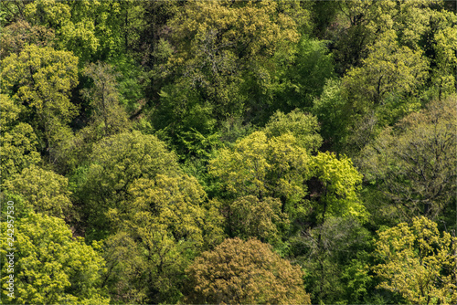 Fototapeta Naklejka Na Ścianę i Meble -  vue aérienne d'une forêt dans l'Eure-et-Loir en France