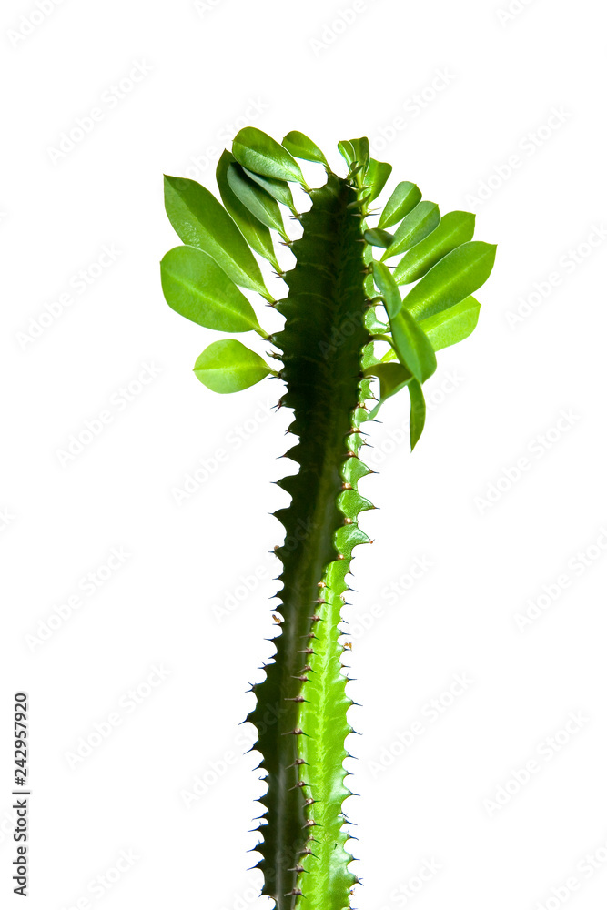 Naklejka premium Beautiful cactus with thorns and leaves.