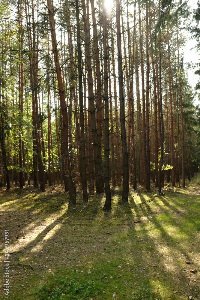 Wood in the summer with green leaves Wood in the summer with green leaves