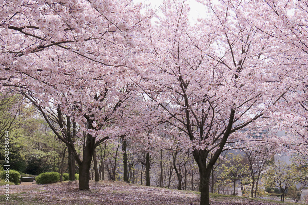 桜満開、ソメイヨシノバックグラウンド