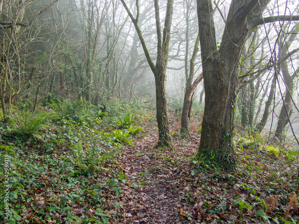 woodland forest shrouded in fog deep in the Devon countryside
