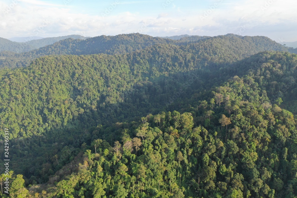 Fototapeta premium Aerial photo tropical rainforest in Sumatra, Indonesia 