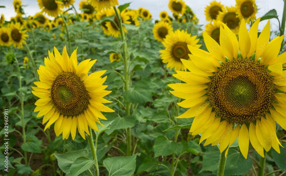 Naklejka premium Sunflowers in the field