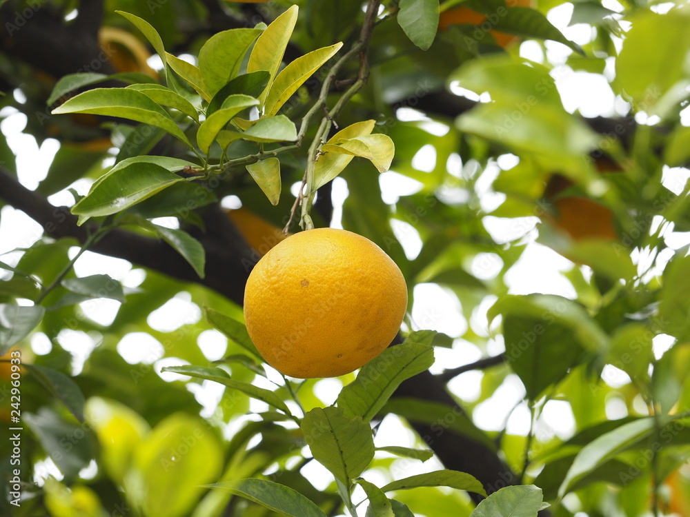 oranges on tree