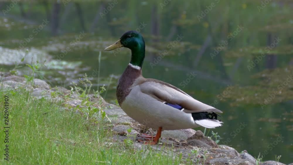 Duck standing on the bank of the stream. Duck standing on the bank of the stream.
