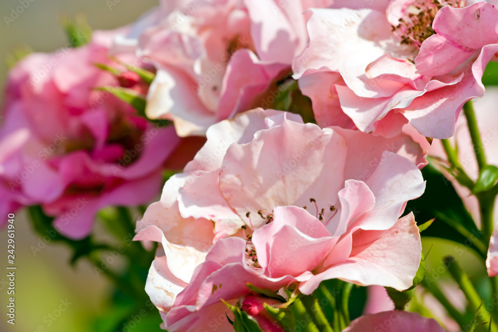 Small pink roses among foliage Small pink roses among foliage
