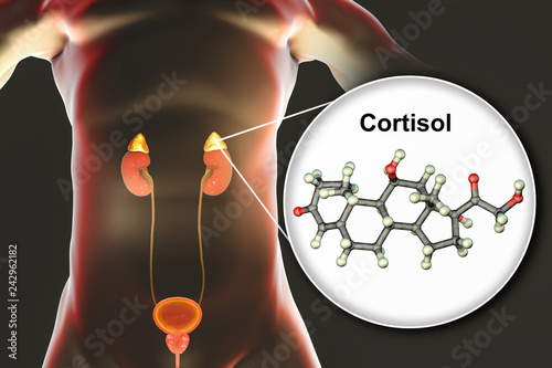 Molecule of cortisol hormone and adrenal gland, 3D illustration. Cortisol is a steroid hormone of glucocoticoid class made in the cortex of adrenals photo