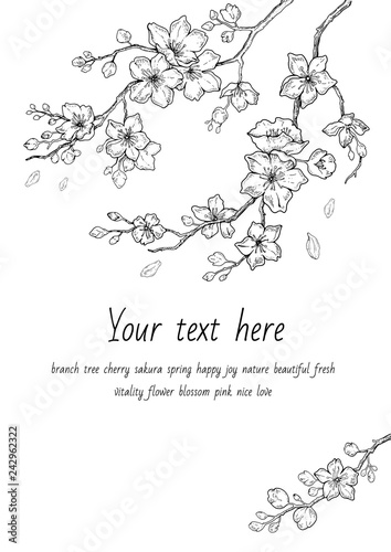 Sakura flowers blossom set, hand drawn line ink style. Cure doodle cherry plant vector illustration, black isolated on white background. Realistic floral bloom for spring japanese or chinese holiday