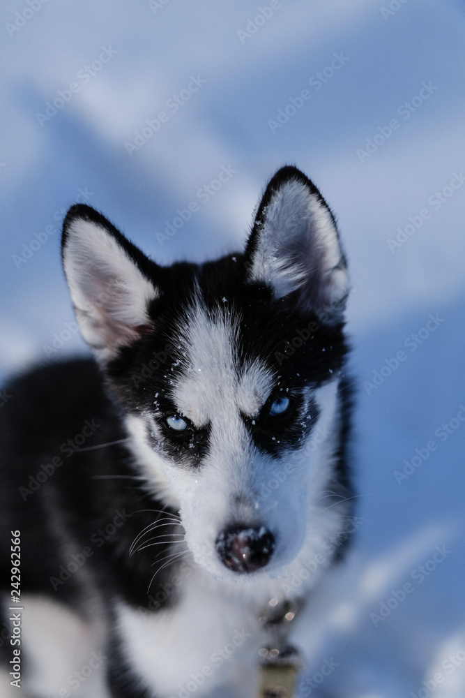 husky puppy is looking at us husky puppy is looking at us