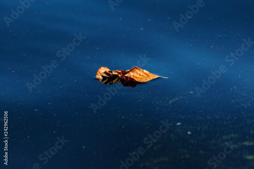 Wallpaper Mural Natural abstract background. Yellow dry leaf lying on the blue surface of the water close-up Torontodigital.ca