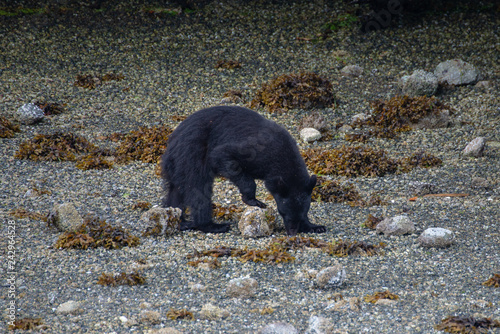 A coastal black bear on Vancouver Island