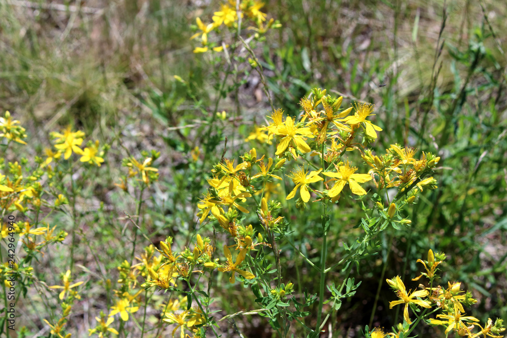 Field of yellow flowers