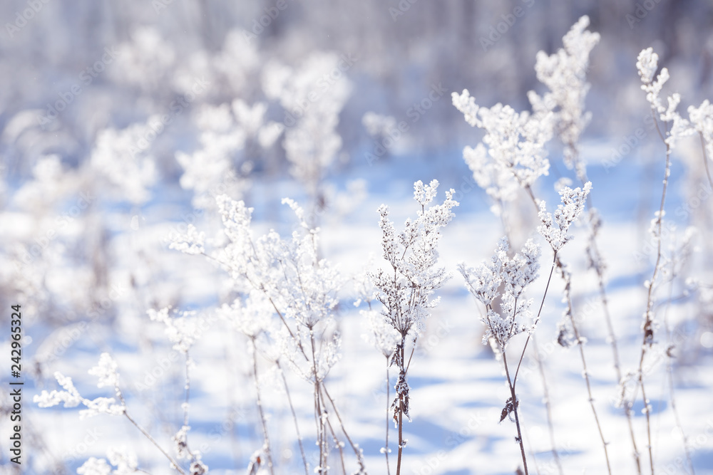 Grass branches frozen in the ice. Frozen grass branch in winter. Branch covered with snow.