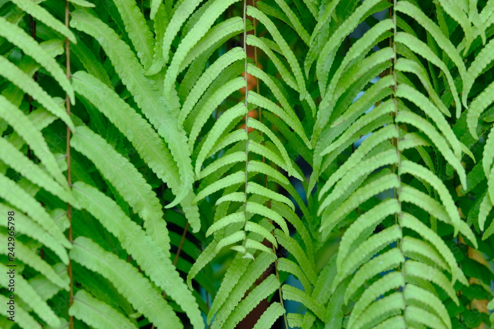 close up of natural green fern leaves. close up of natural green fern leaves.