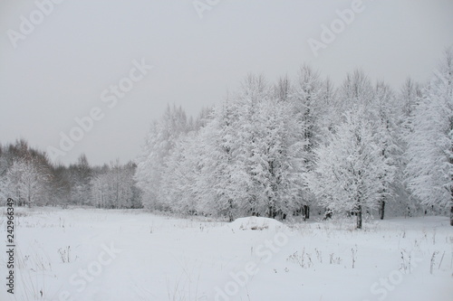 winter rural landscape with snowy trees and snow © Aleksandr