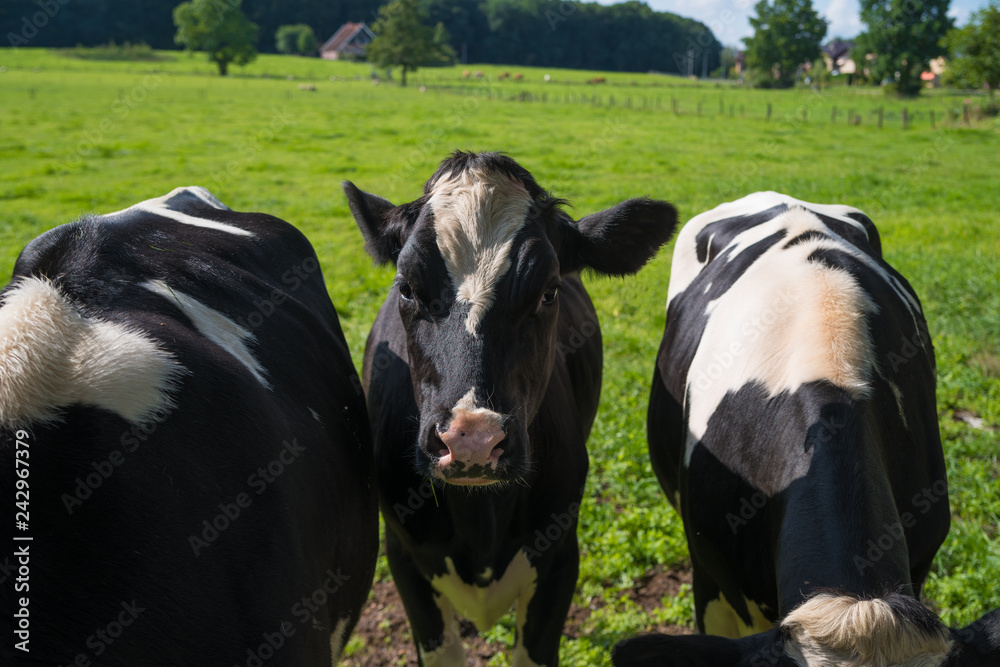curious frisian cows