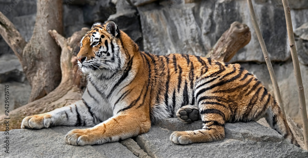Young siberian tiger . Latin name - Panthera tigris altaica Young siberian tiger . Latin name - Panthera tigris altaica