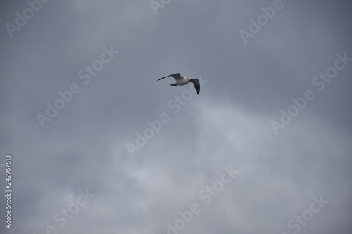 flyinge seagull in winter photo