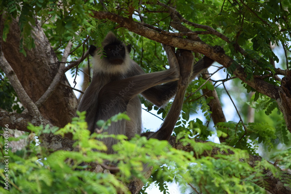 Obraz premium Sri Lankan Monkey in Yala National Park