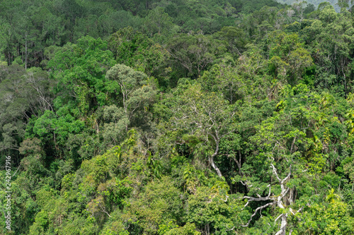 Rainforest Canopy Cairns australia. 