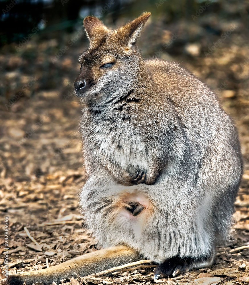 Bennett's wallaby female. Latin name - Macropus rufogriseus Bennett's wallaby female. Latin name - Macropus rufogriseus