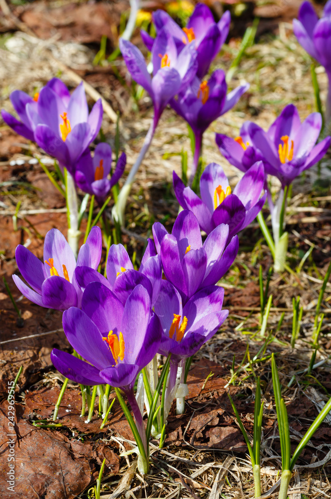 Purple Crocus flowers on spring mountain Purple Crocus flowers on spring mountain