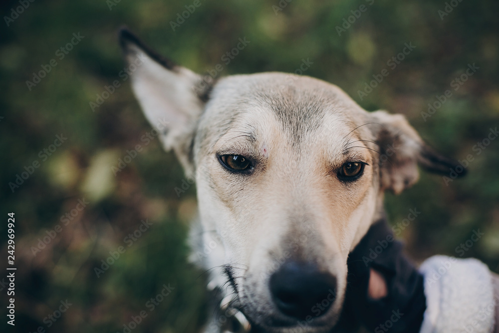 Person caressing cute gray dog with sad eyes and emotions in park. Dog shelter. Adoption concept. Woman petting scared dog in city street. Person caressing cute gray dog with sad eyes and emotions in park. Dog shelter. Adoption concept. Woman petting scared dog in city street.
