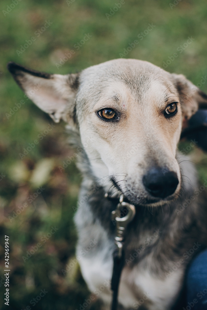 Portrait of cute gray dog with sad eyes and emotions in park. Dog shelter. Scared dog sitting in city street. Adoption concept. Portrait of cute gray dog with sad eyes and emotions in park. Dog shelter. Scared dog sitting in city street. Adoption concept.