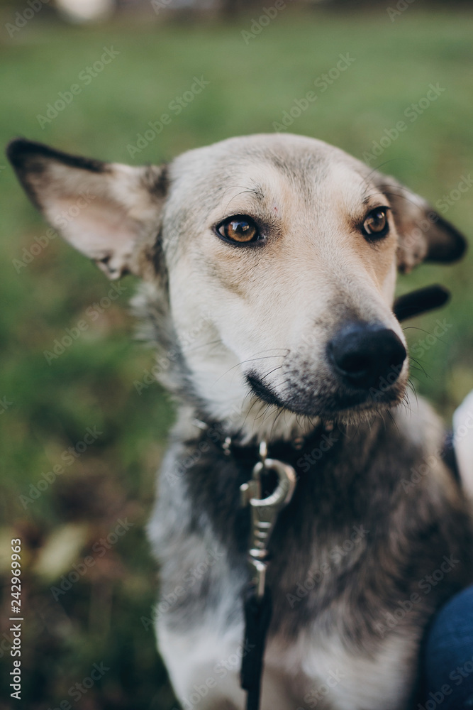 Portrait of cute gray dog with sad eyes and emotions in park. Dog shelter. Scared dog sitting in city street. Adoption concept. Portrait of cute gray dog with sad eyes and emotions in park. Dog shelter. Scared dog sitting in city street. Adoption concept.