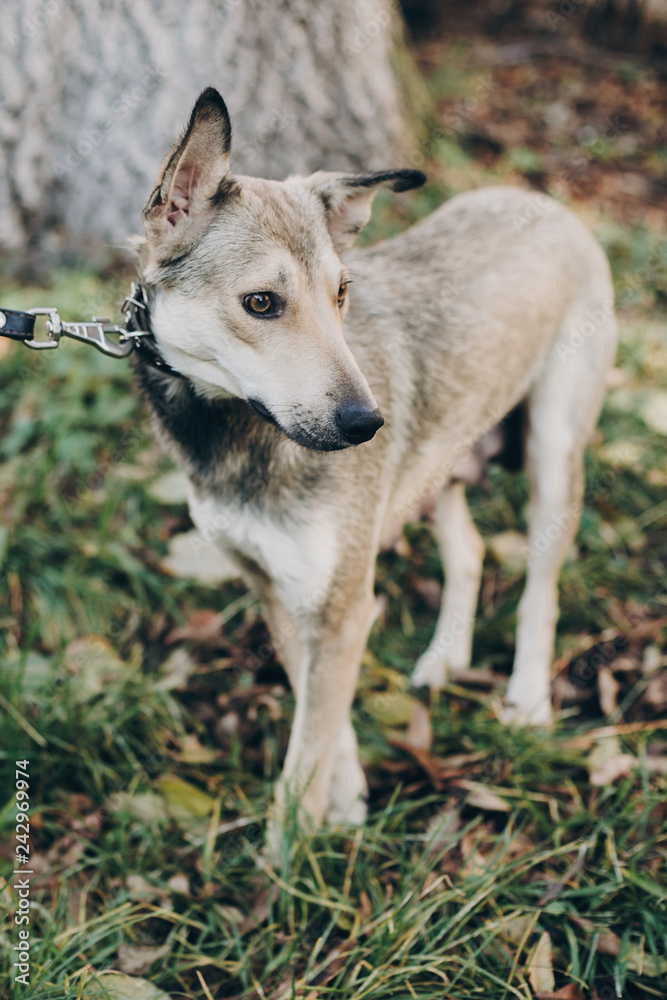 How Do You Help A Scared Stray Dog