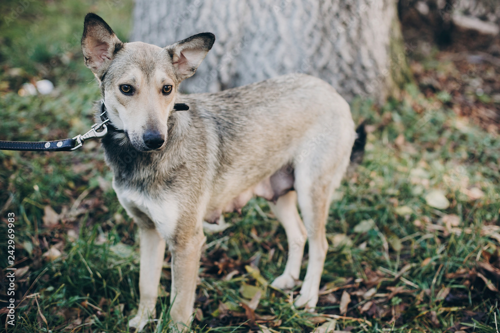 Scared stray dog with sad eyes and emotions walking in city street. Adoption concept. Portrait of cute gray dog in park. Dog shelter