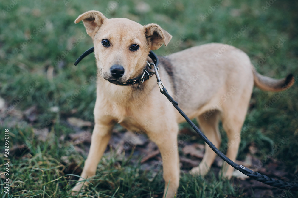 Cute golden puppy walking with black sad eyes and emotions walking in park. Dog shelter. Scared homeless doggy in city street. Adoption concept.
