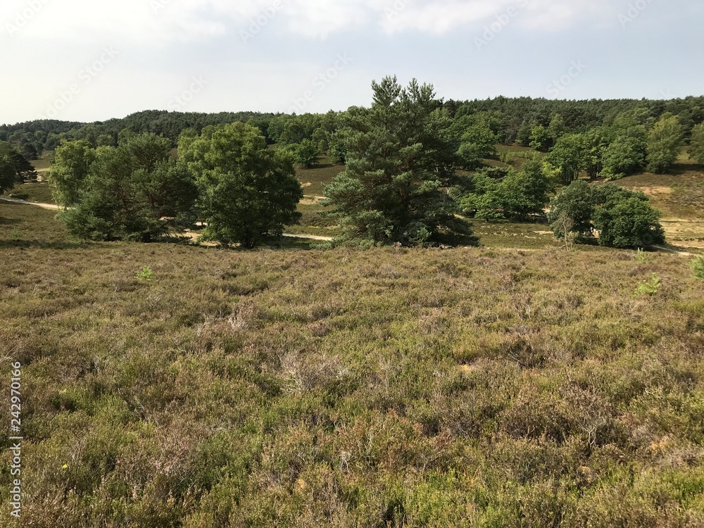 Fischbeker Heide in Hamburg