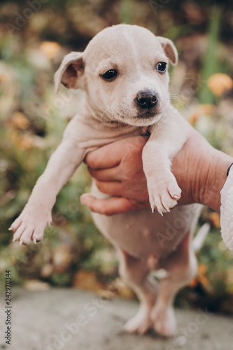 Fototapeta Naklejka Na Ścianę i Meble -  Hands holding cute little staff terrier puppy in autumn park. Person caressing scared homeless beige puppy in city street. Adoption concept. Dog shelter.