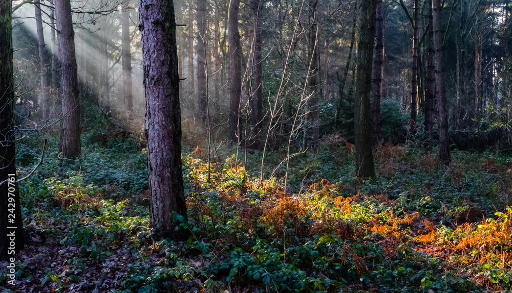 Obraz premium Sunrays through the trees