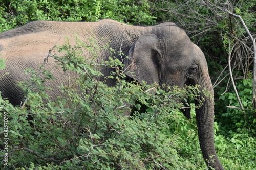 SRI LANKA ELEPHANT YALA NATIONAL PARK