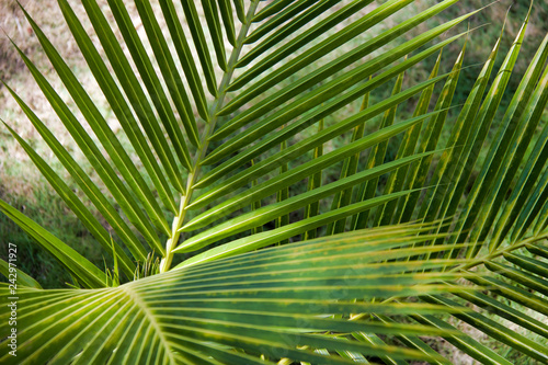 new coconut tree growth