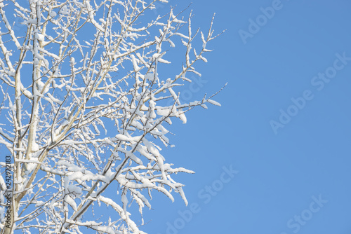 Winter branches covered with snow. Frozen tree branch in winter forest. Winter forest landscape. © Сyrustr