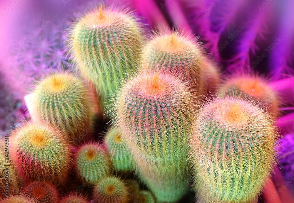 A group of cacti (Notocactus rechensis) in the greenhouse. A group of cacti (Notocactus rechensis) in the greenhouse.