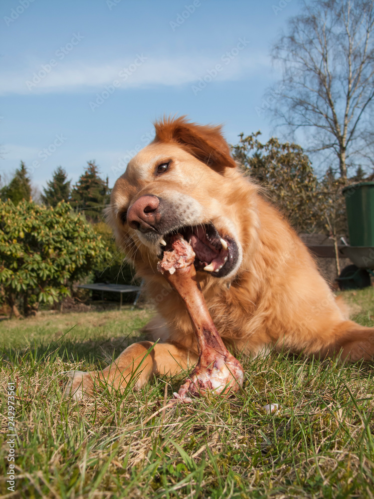 Glücklicher Hund knabbert voller Begeisterung an großem Knochen, Haushund knabbert genüsslich an