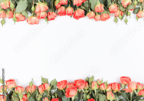 Fototapeta Naklejka Na Ścianę i Meble -  Red rose flowers on white background. Flat lay, top view. Floral background. Valentine's background.