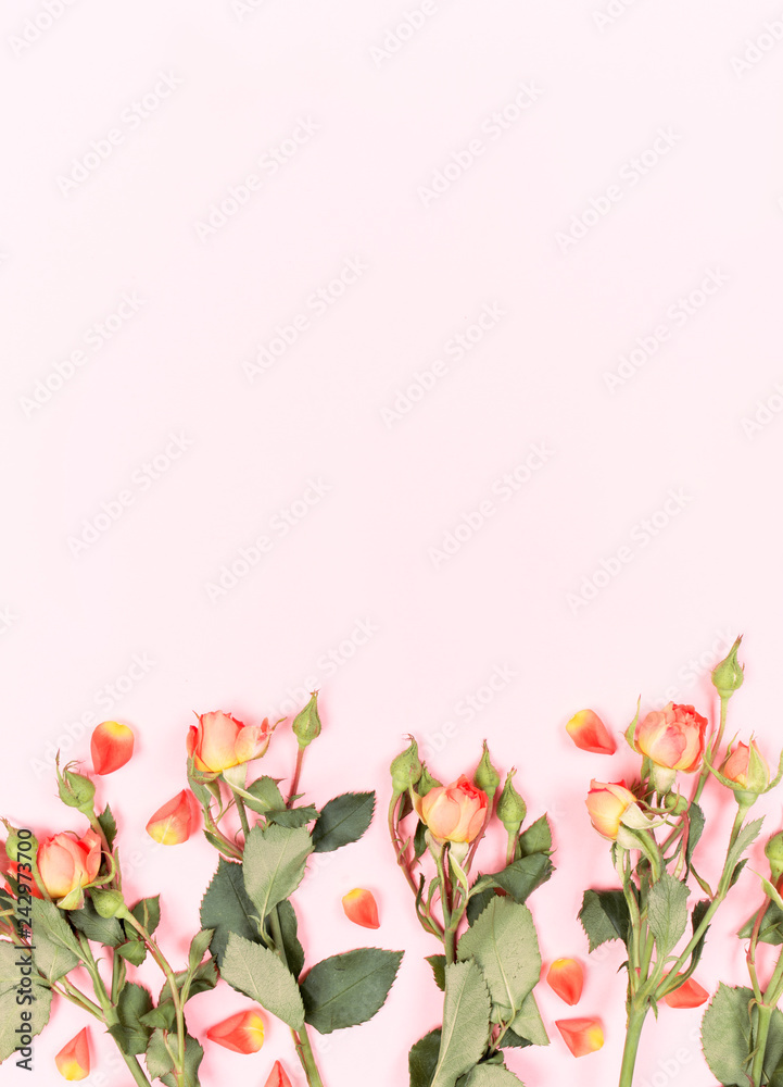 Red rose flowers on pink background. Flat lay, top view. Floral background. Valentine's background.