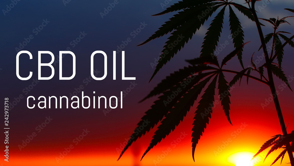 CBD oil, Cannabidiol. Medical cannabis. Growing premium product. Natural cannabis. Marijuana leaf