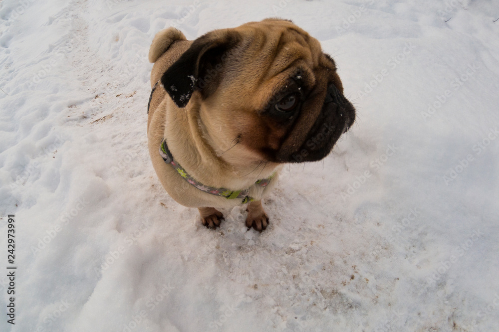 Dog walks in the winter. Dog walks in the winter.