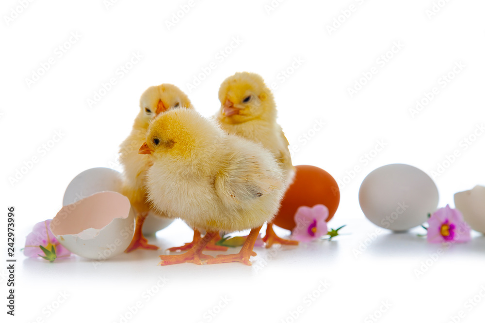 Easter fluffy chickens. Easter fluffy chickens.