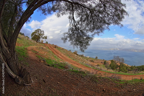  tree in the hills of the lake