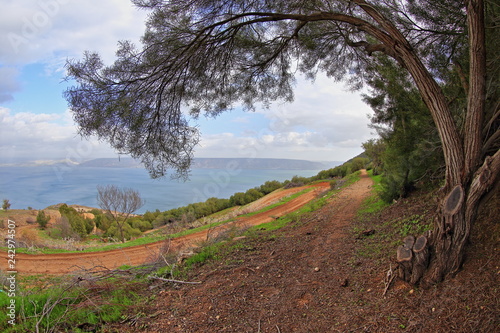  tree in the hills of the lake
