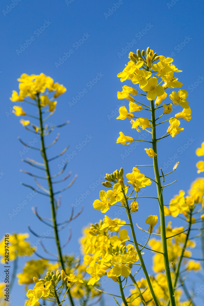Canola/Rapeseed flowers against a clear blue sky Canola/Rapeseed flowers against a clear blue sky