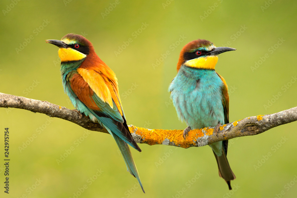 Couple of bee-eaters Couple of bee-eaters